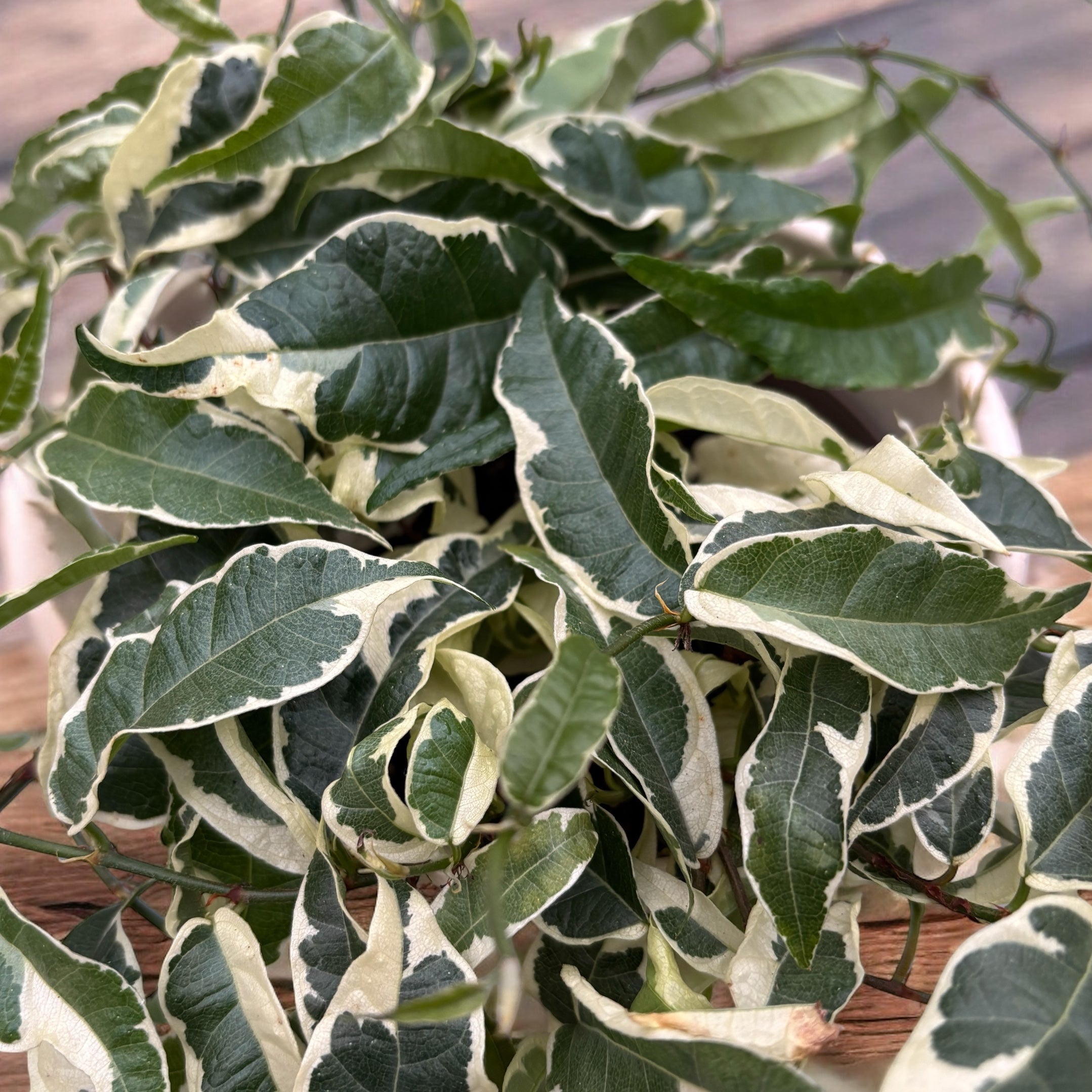 Ficus sagittata 'Radicans' (Variegated)