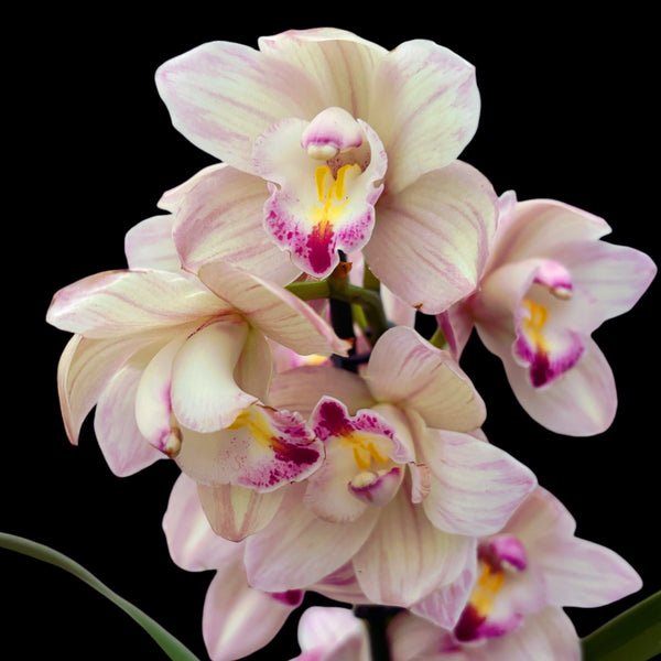 Cymbidium Pink Tumb - flori pelorice