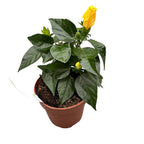 Hibiscus rosa-sinensis Sunny Bari