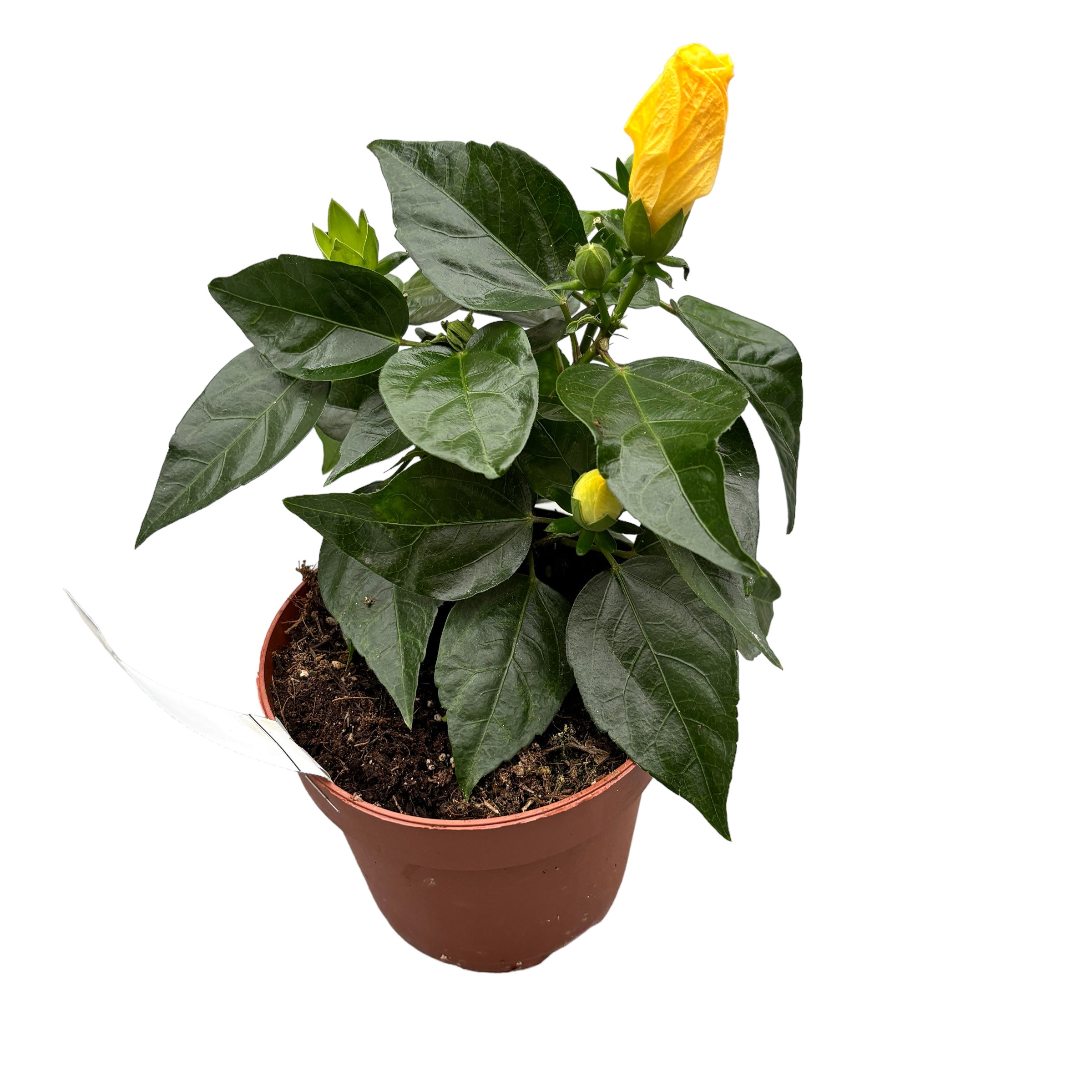 Hibiszkusz rosa-sinensis Sunny Bari