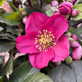 Helleborus Red Princess (spanz de iarna) - flori XL