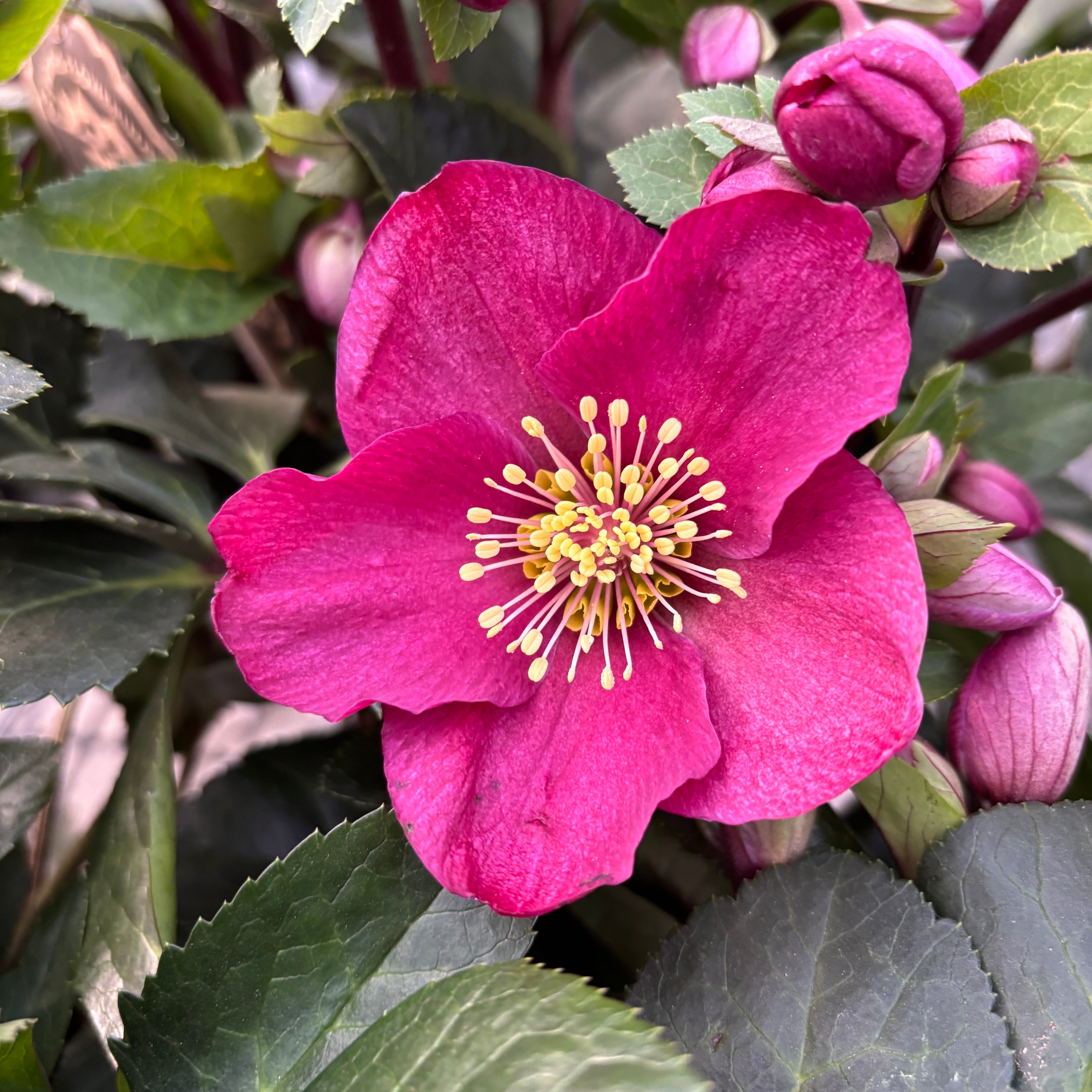 Helleborus Red Princess (spanz de iarna) - flori XL
