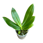 Phalaenopsis tetraspis 'Wisp' - voňavé kvety