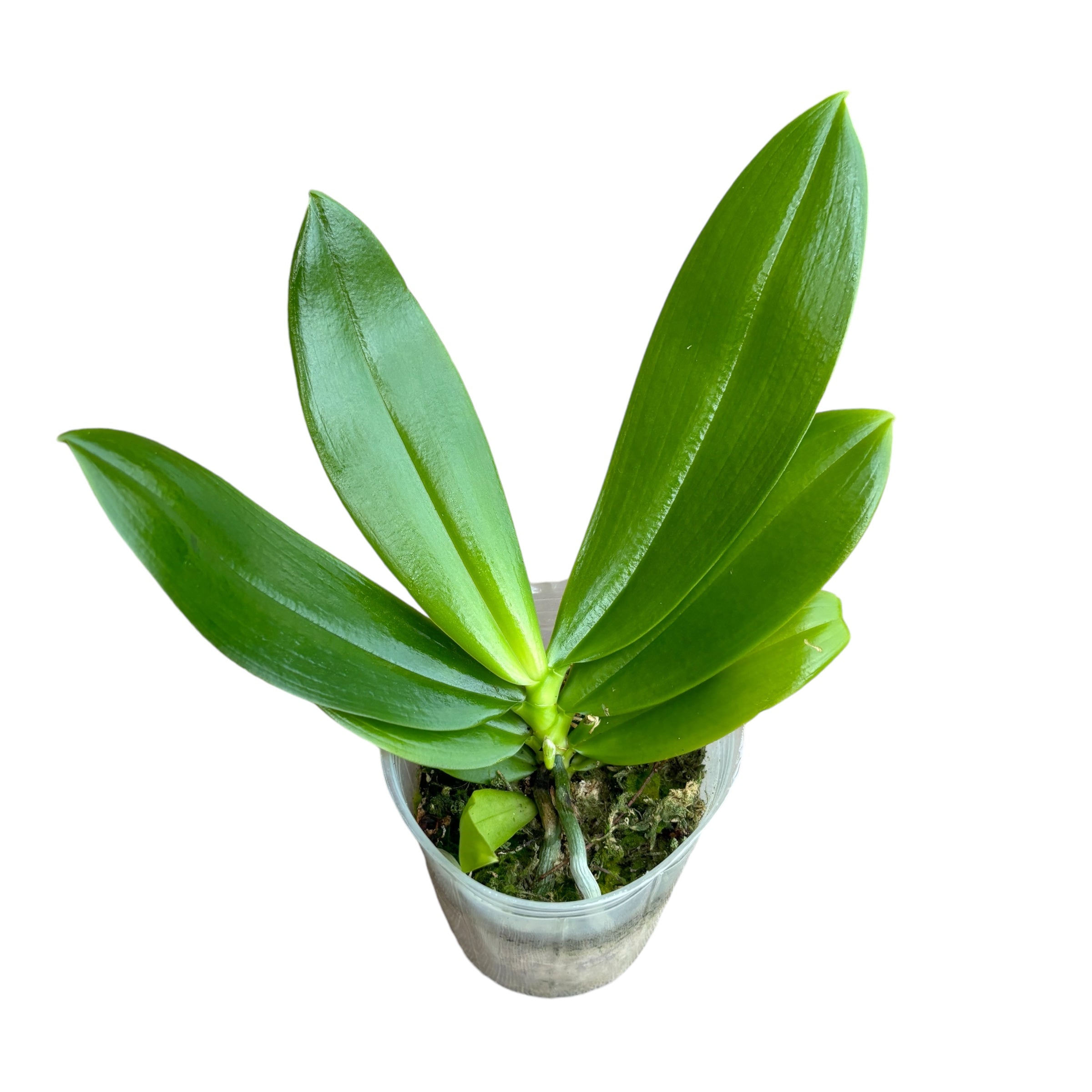 Phalaenopsis tetraspis 'Wisp' - pachnące kwiaty