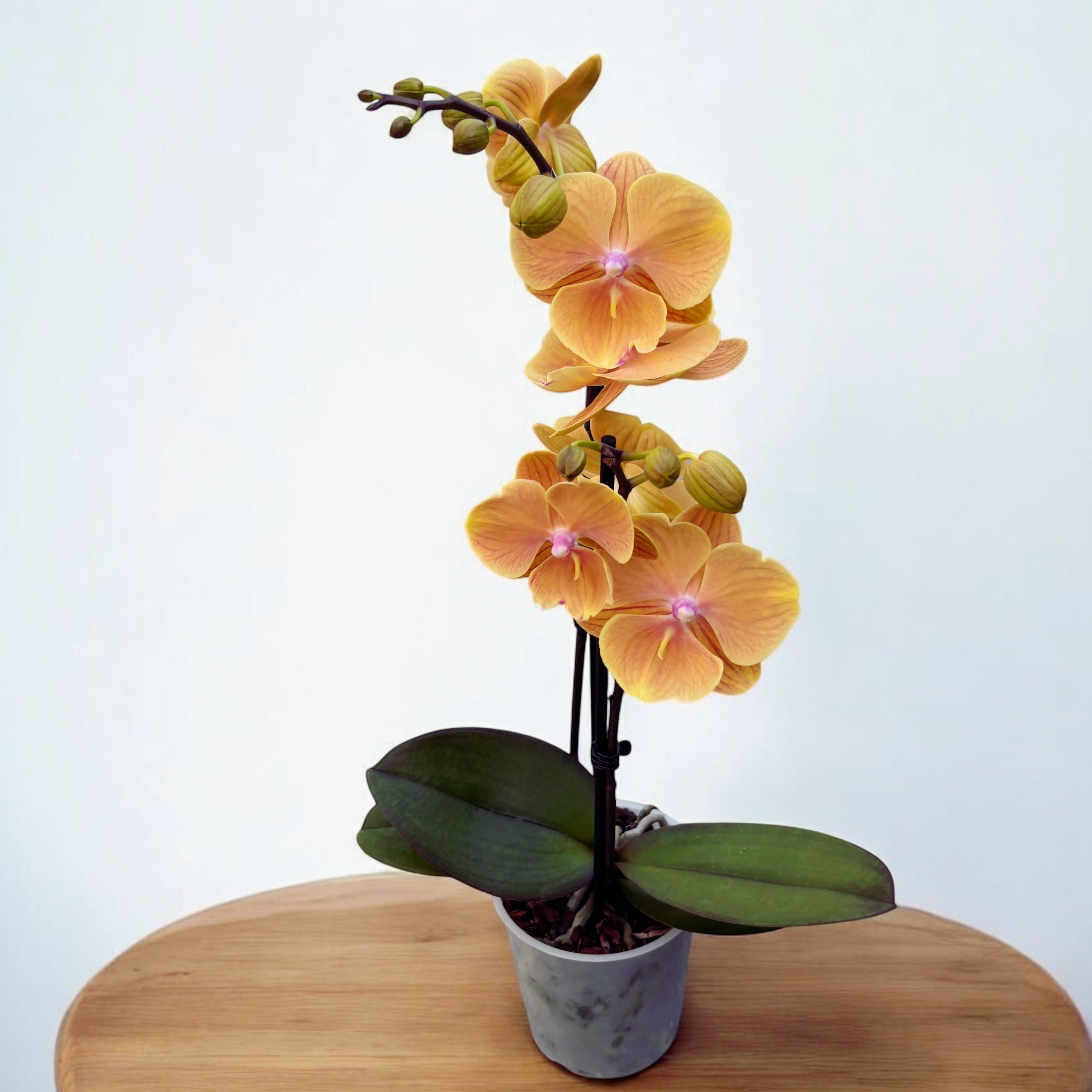Phalaenopsis Charming Sunset grande labbro