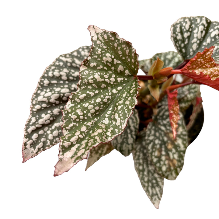 Begonia Maculata 'Fabulous Tom' (Polka Dot Begonia)