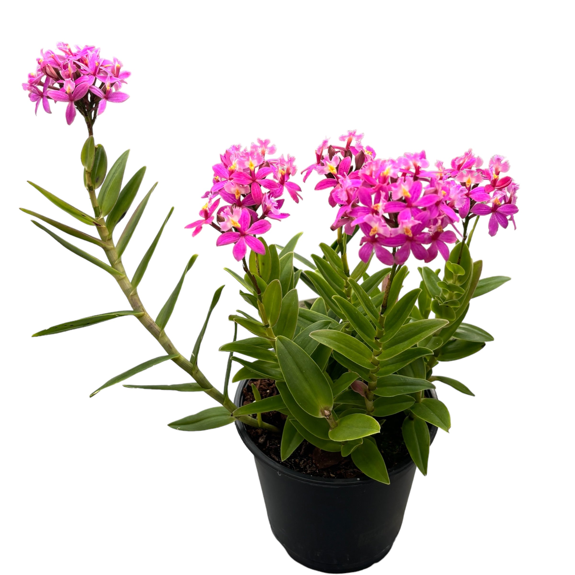 Epidendrum radicans Rosa (esemplare unico)