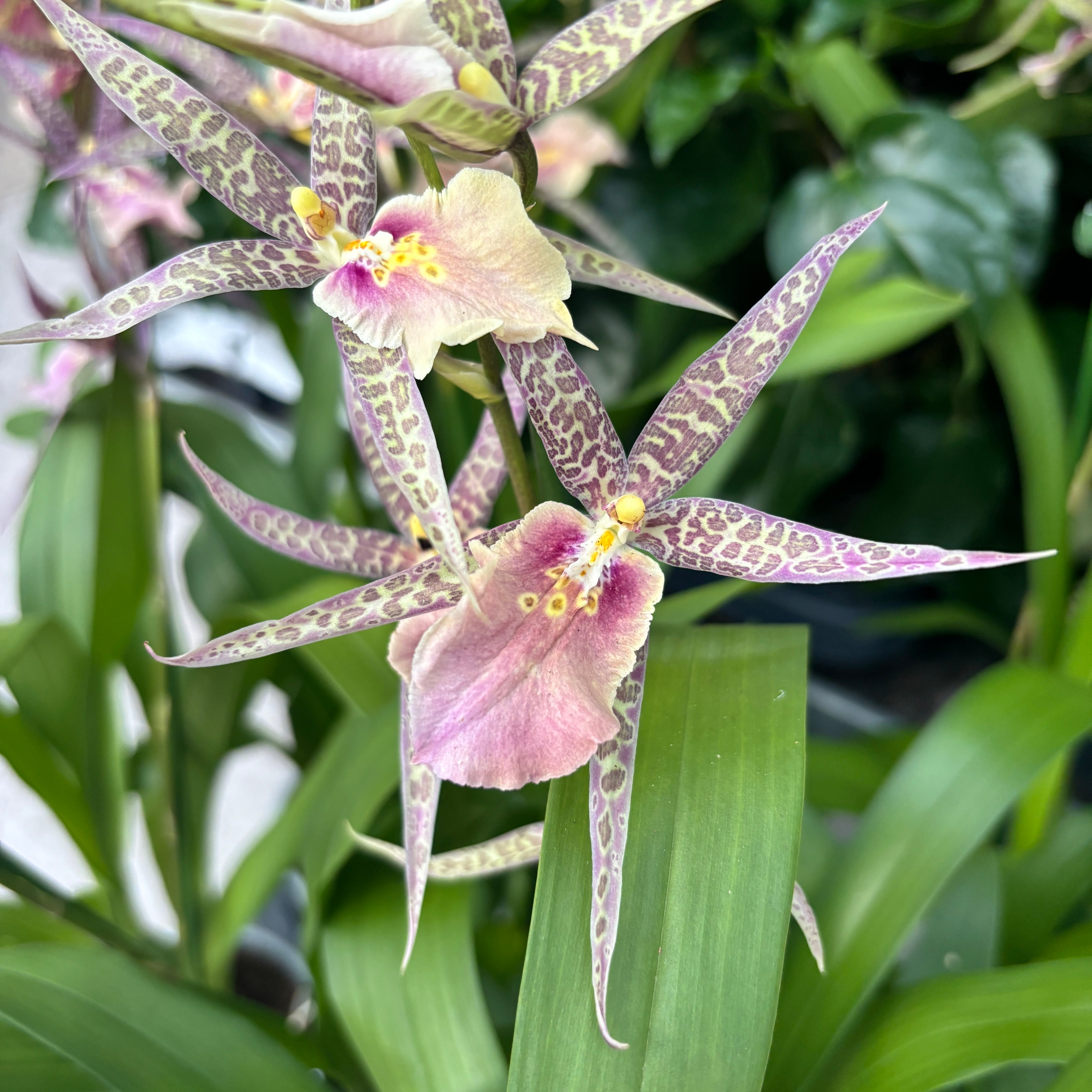 Miltassia Charles M Fitch 'Izumi' AM/AOS parfumata – Secret Garden
