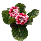 Sinningia Brocade - Gloxinia Sonata floarea dubla bicolora, rosu-alb