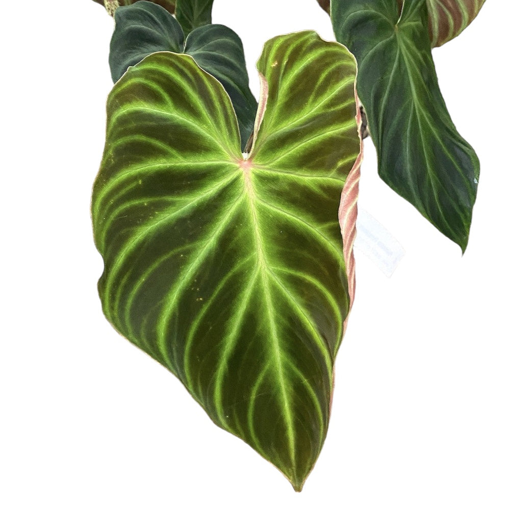 philodendron incensi Philodendron verrucosum 'Incensi' – Secret Garden Plant Shop