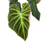 Philodendron verrucosum 'Incensi'