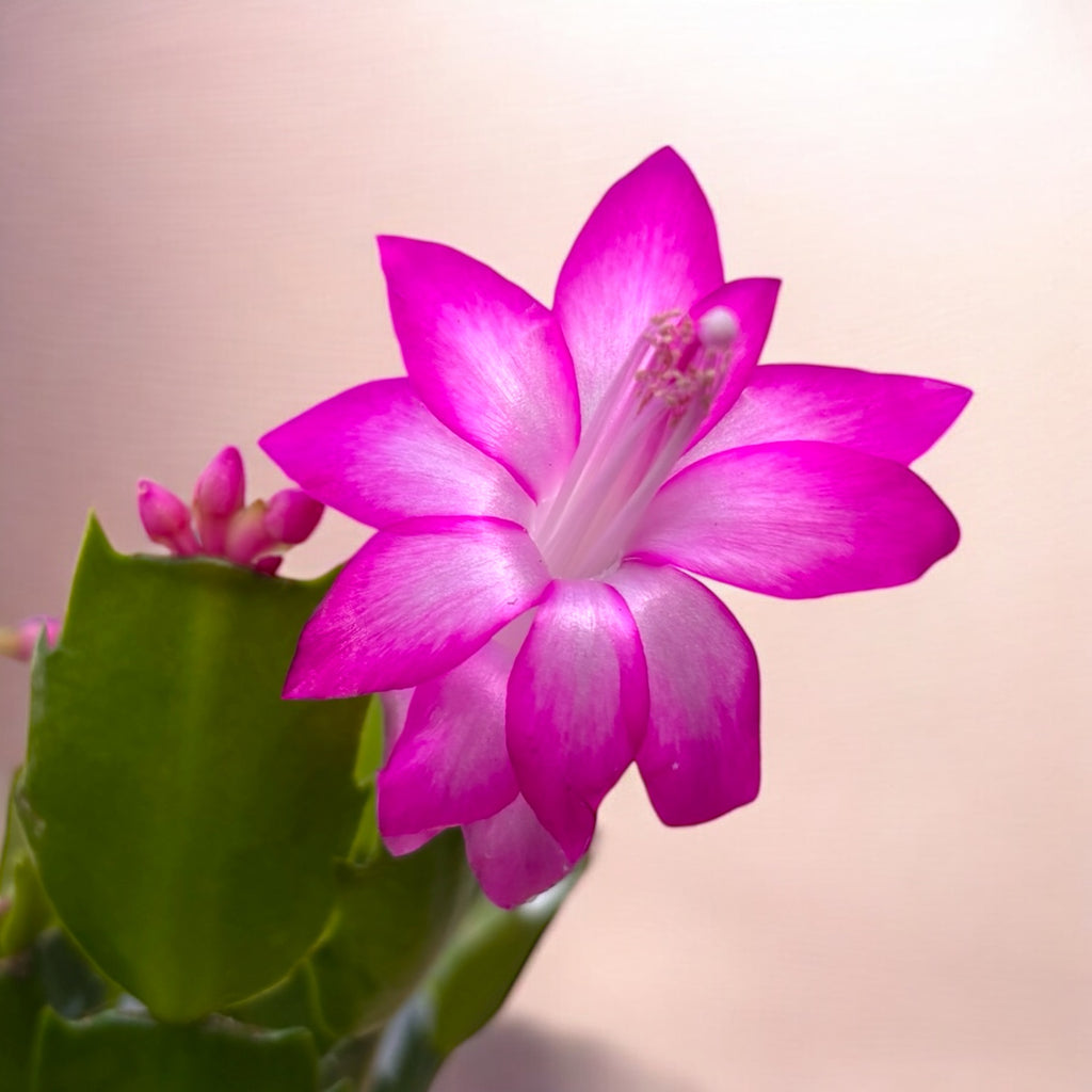 Schlumbergera ‘Purple Dancer’ (Kerstster) 2pp