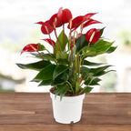 Anthurium ‘Banderola Roja’ - inflorire continua si eleganta exotica in rosu intens
