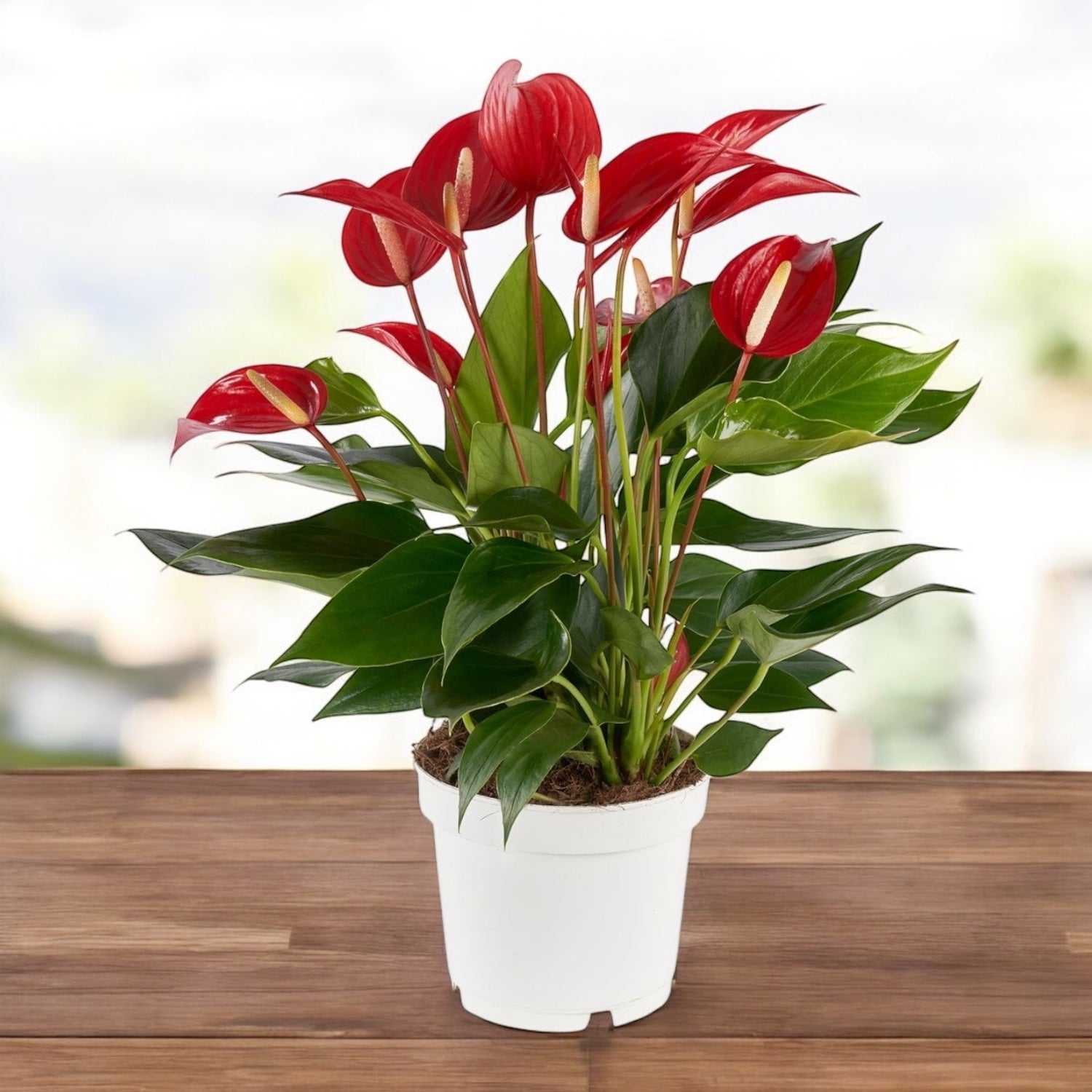 Anthurium ‘Banderola Roja’ - inflorire continua si eleganta exotica in rosu intens