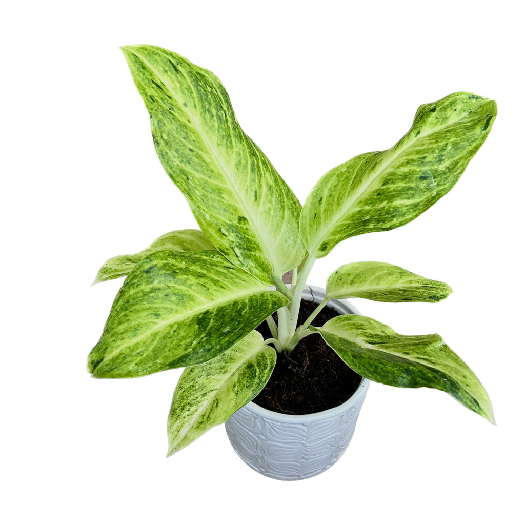 Aglaonema 'Citronelle'