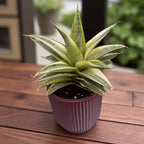 Sansevieria ‘Gabriella White’ Variegated – eleganta minimalista