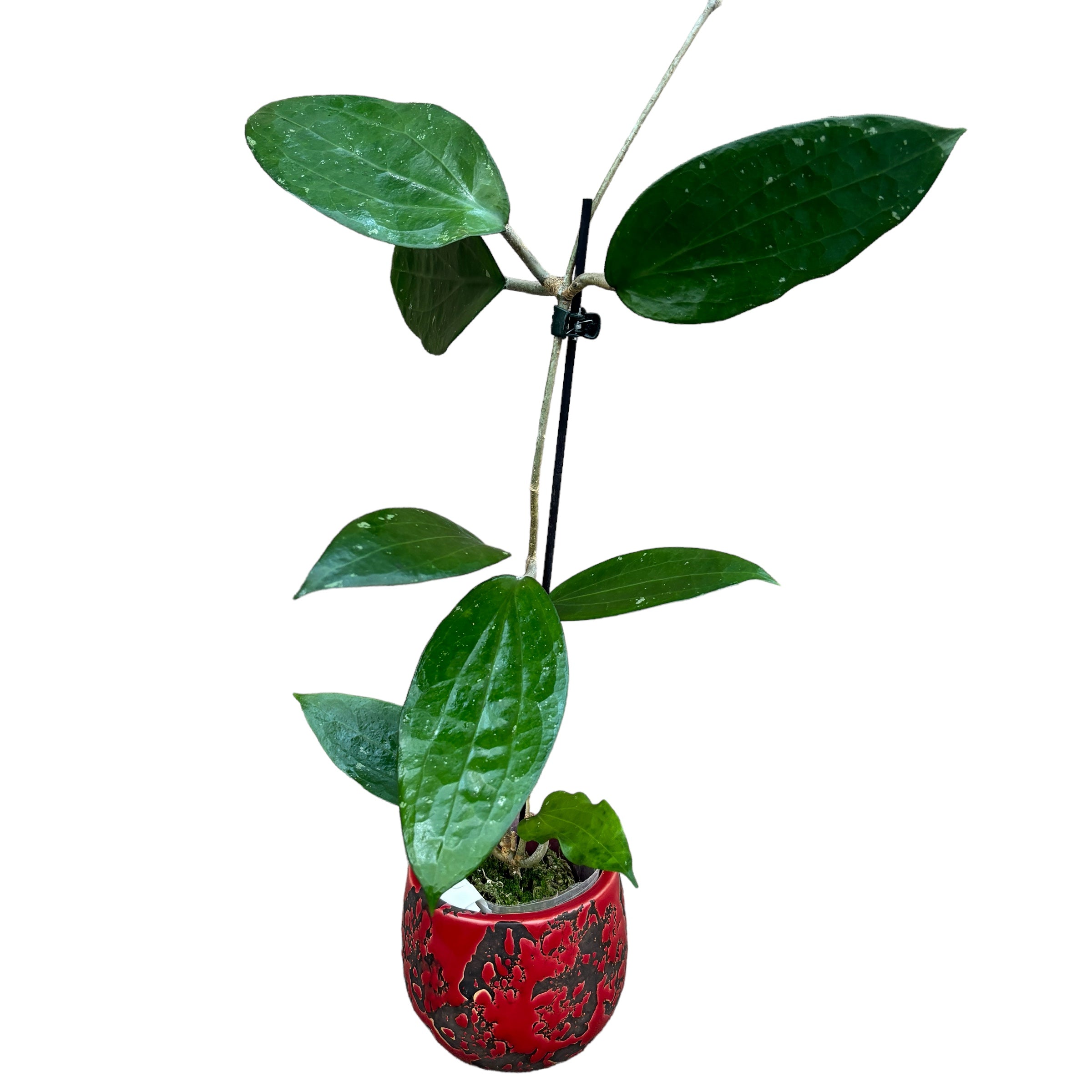 Hoya cinnamomifolia var. purpureofusca (Hoya purpureofusca) - flori parfumate