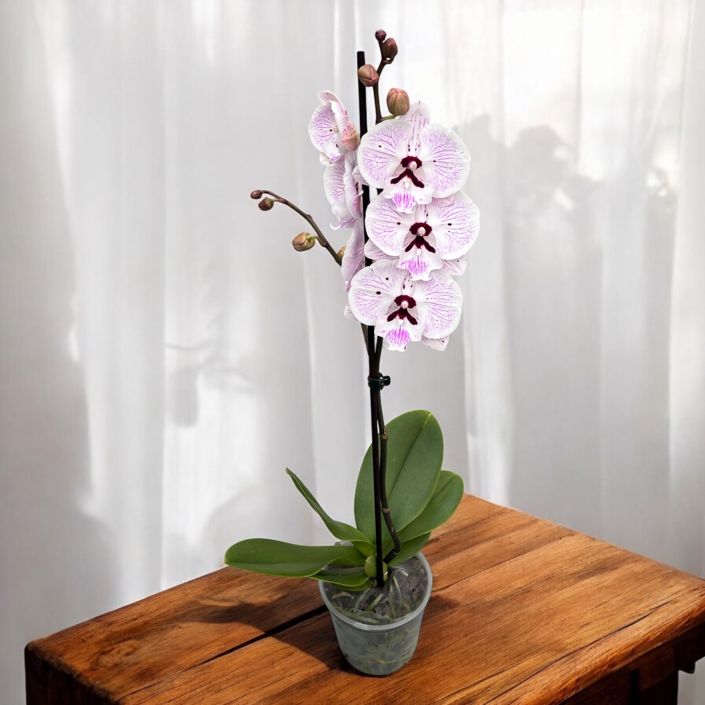 Phalaenopsis ‘Limited 98’ big lip