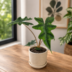 Αλοκάσια 'Jacklyn' (Alocasia Sulawesi, Tandurusa) - σπάνια ποικιλία με εξωτικά φύλλα