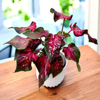 Caladium 'Scarlet Flame' - explozie de culoare cu frunze rosii spectaculoase