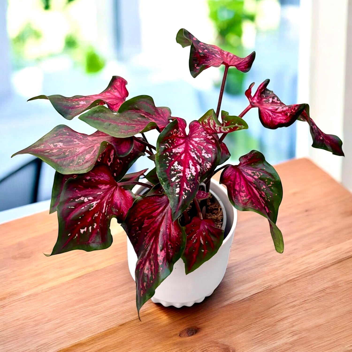 Caladium 'Scarlet Flame' - explozie de culoare cu frunze rosii spectaculoase