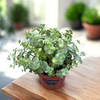 Sedum sieboldii Mediovariegatum (Rozchodnik pstry)