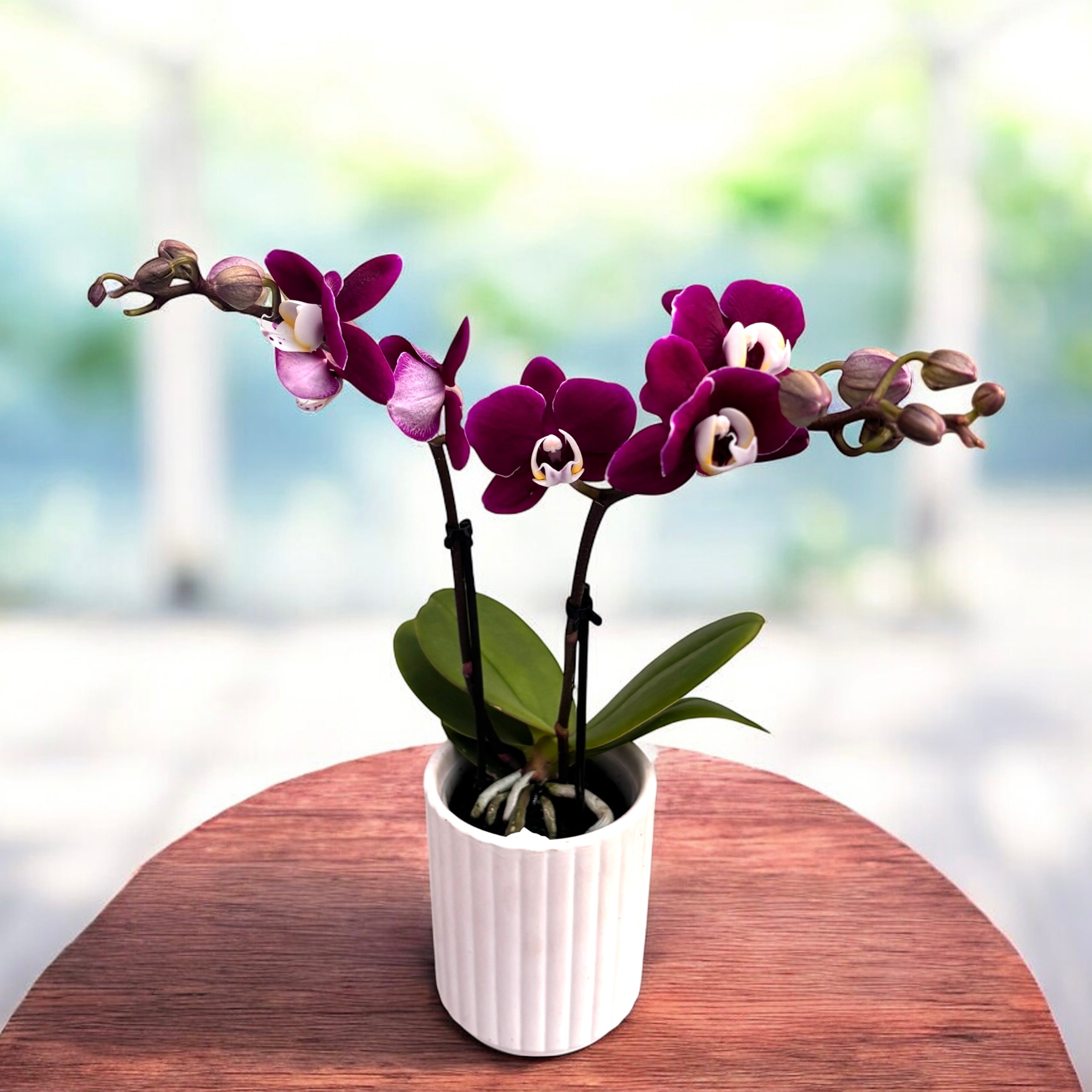 Phalaenopsis Yara (miniatura)