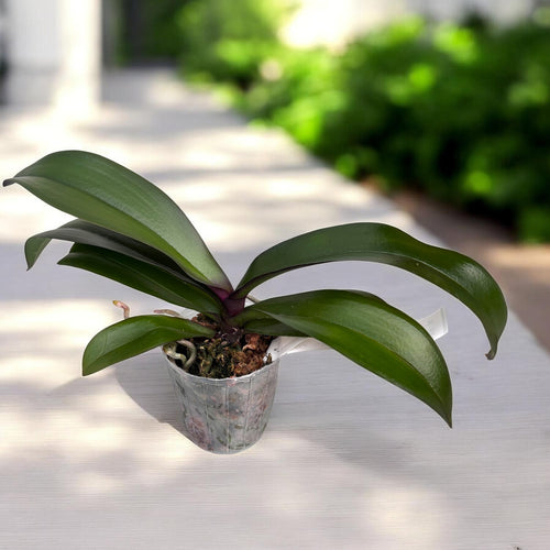 Phal. Charming Oriental Beauty × Charming Chanson - big lip