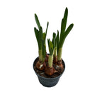 Narcise cu flori duble, puternic parfumate - Narcissus 'Bridal Crown'