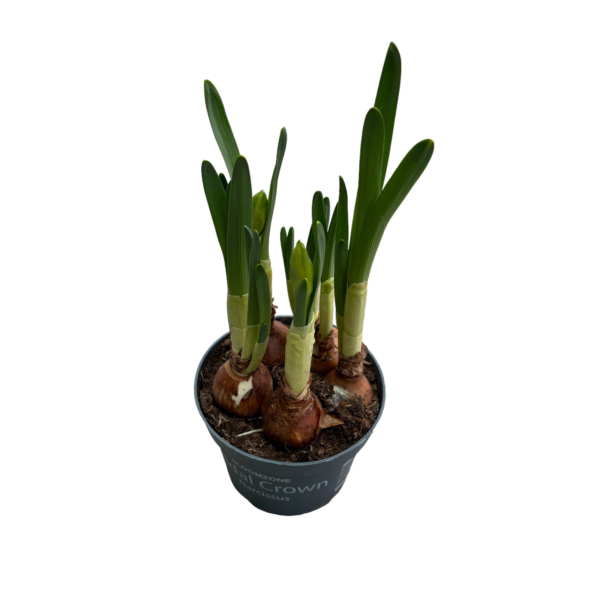 Narcise cu flori duble, puternic parfumate - Narcissus 'Bridal Crown'