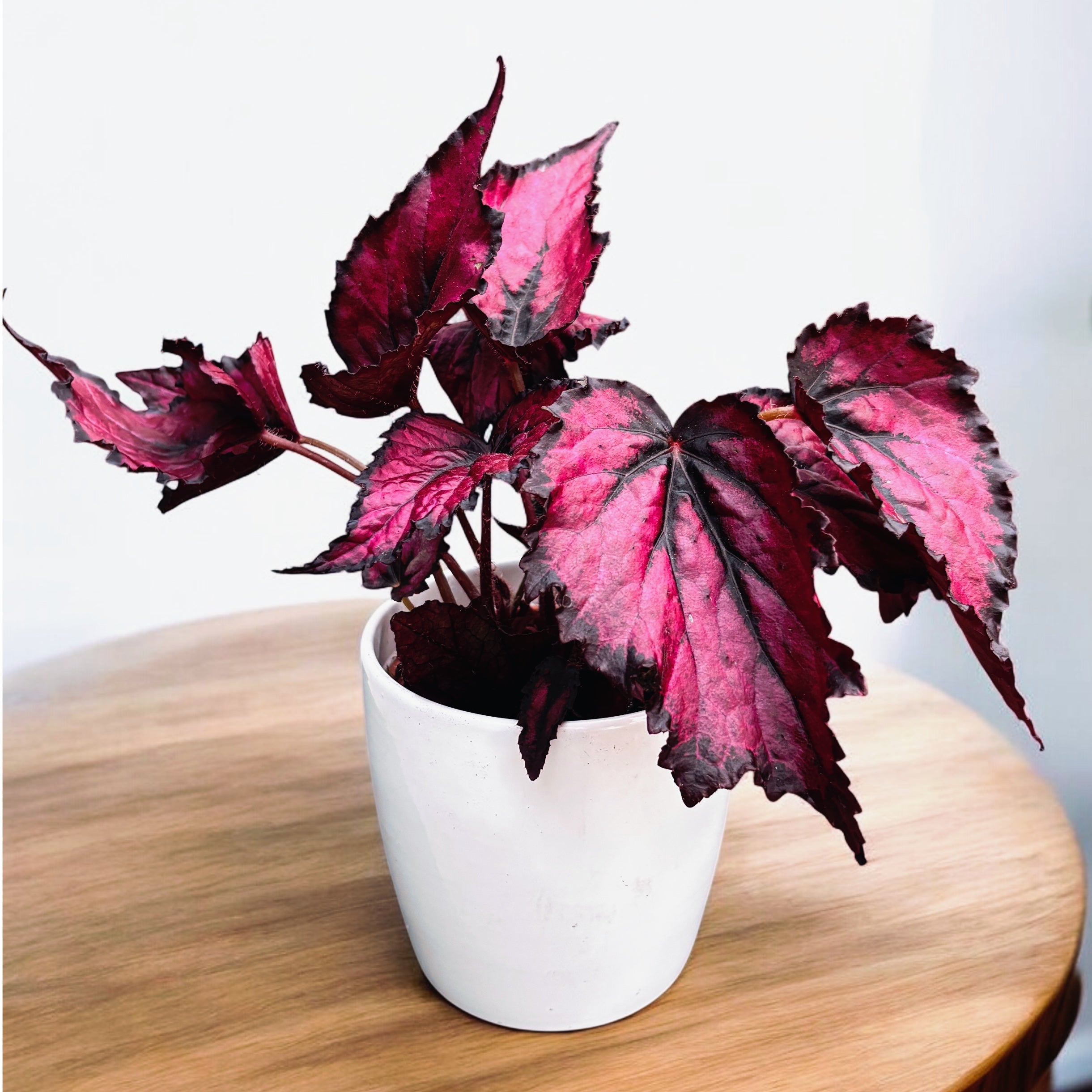 Begonia rex 'Kohala Red'