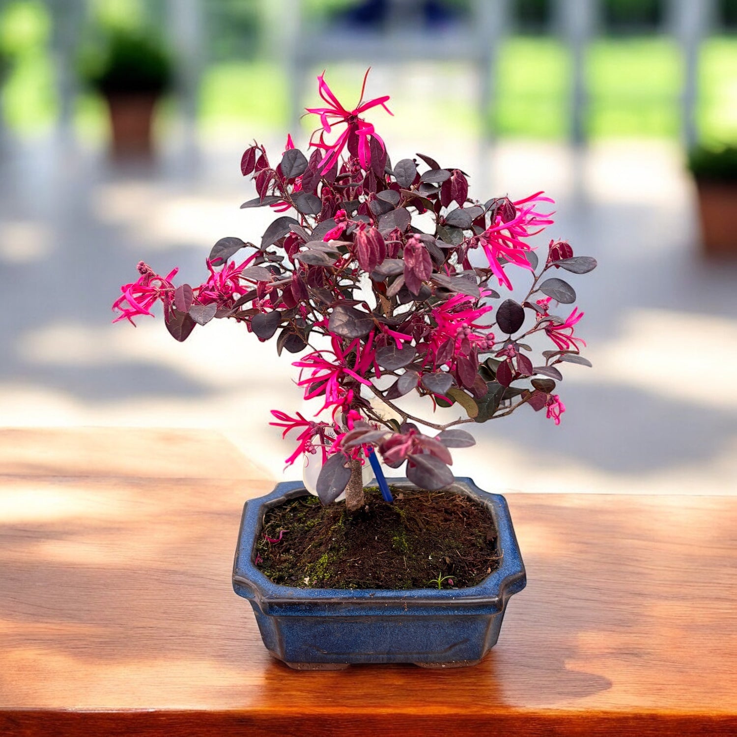 Bonsai Loropetalum - frunzis bordo spectaculos si aspect rafinat