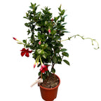 Mandevilla Sundaville Red - Dipladenija (dišeče cvetje)