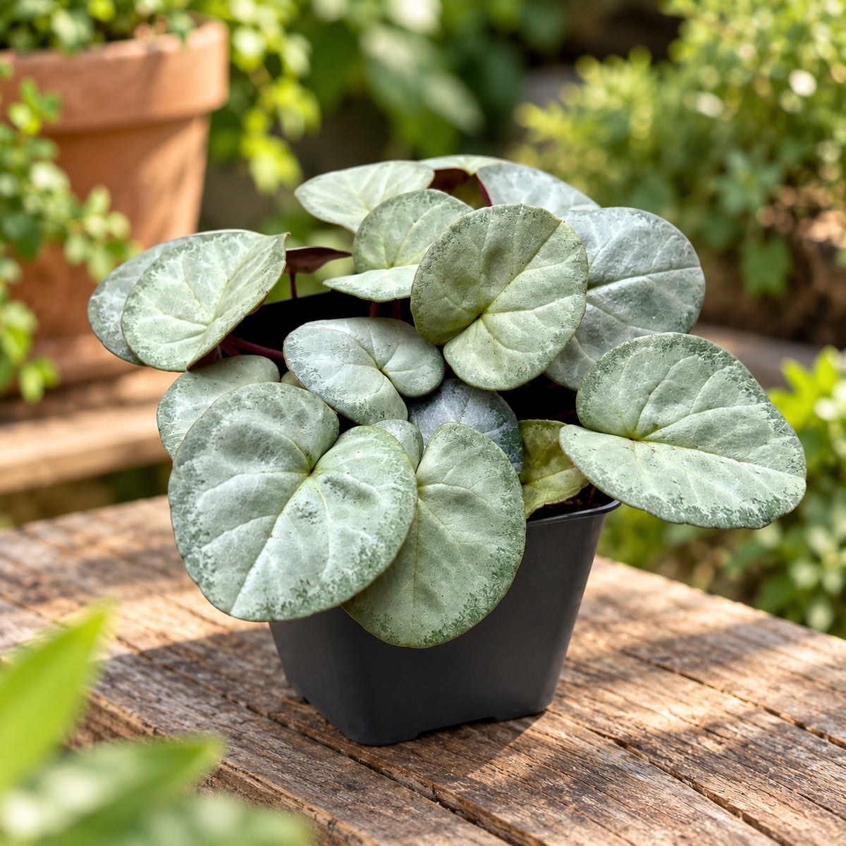 Cyclamen coum ‘Silver Leaf’ – Winterjuwel mit silbrigem Laub