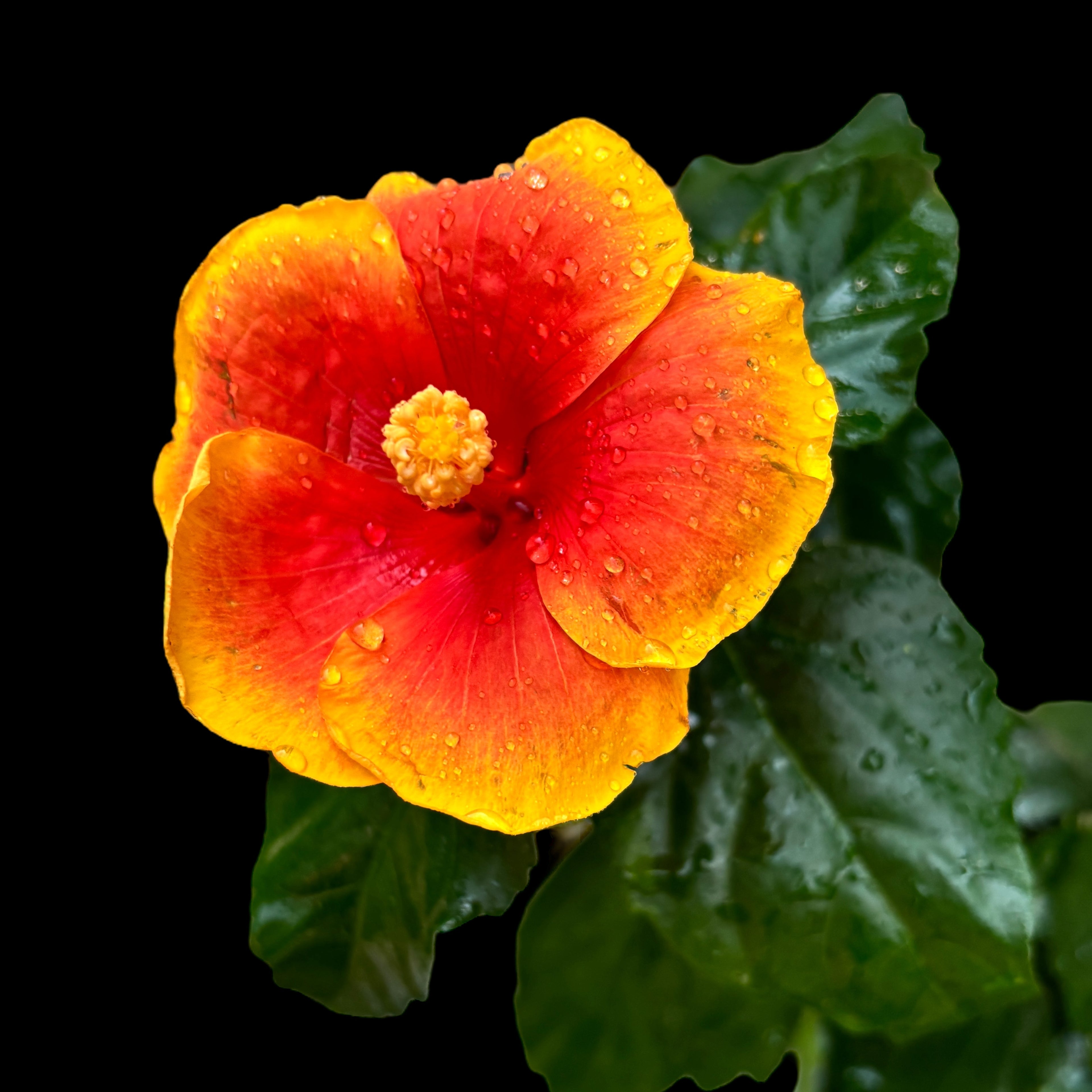 Hibiszkusz Hawaii 'Long Life' Pacific Fire - XL virágok 2db-os csomag