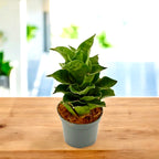 Sansevieria 'Mahanakorn'