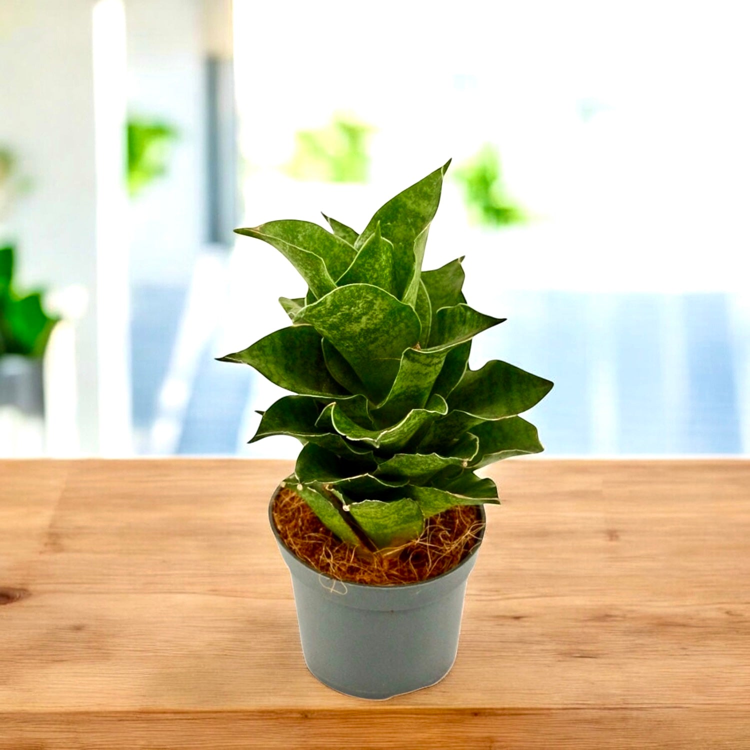 Sansevieria 'Mahanakorn'