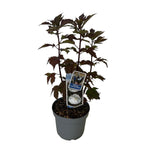 Hibiscus moscheutos ‘Carousel Ghost’ – hibiscus de gradina cu flori albe imense si frunzis inchis