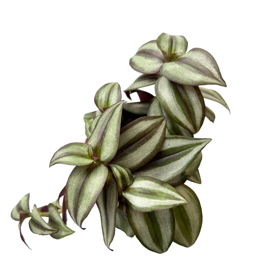 Tradescantia zebrina Silver (feuilles vert-argent)