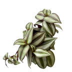 Tradescantia zebrina Silver (frunze verzi-argintii)
