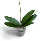 Phalaenopsis Charming Little Gold (peloric)