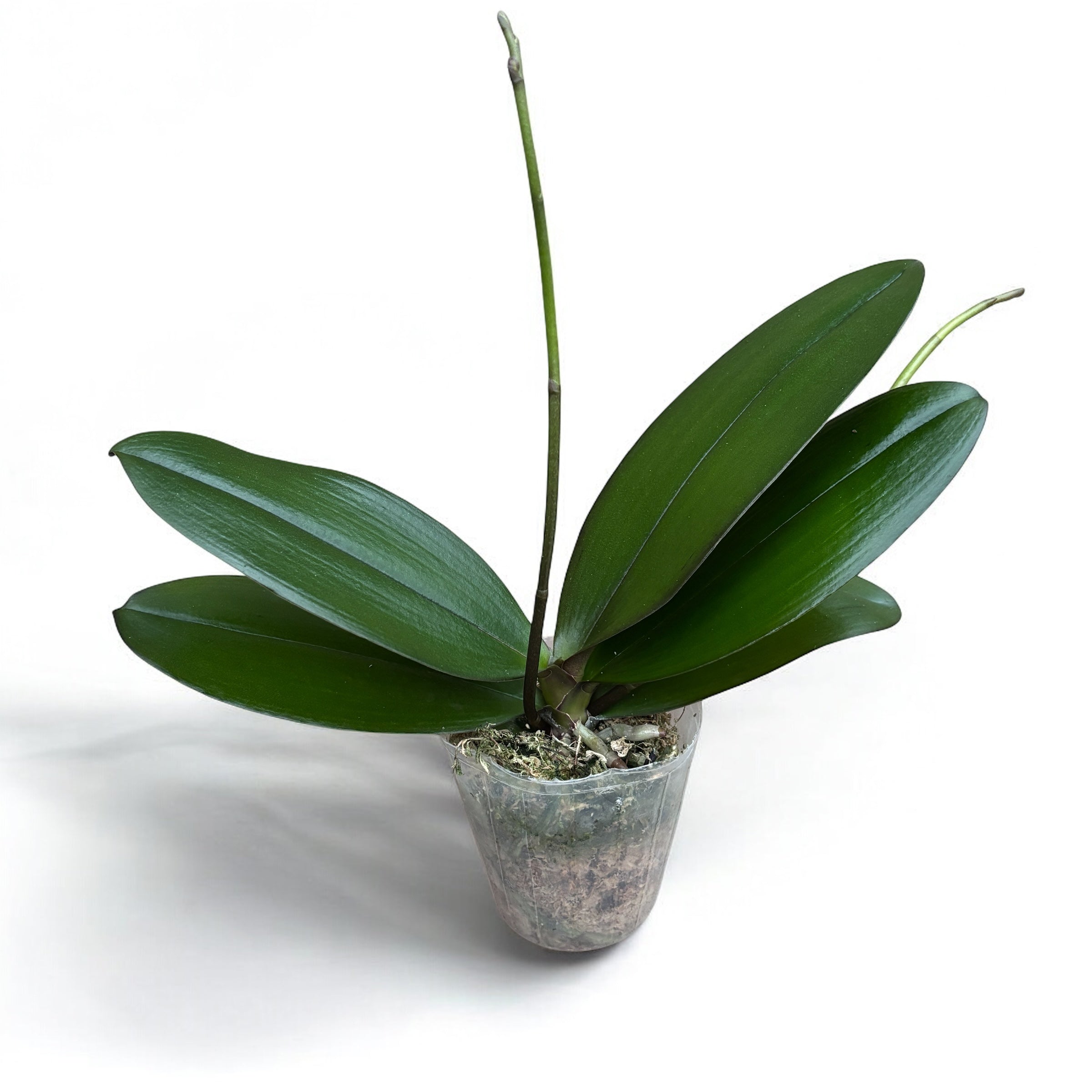 Phalaenopsis Charming Little Gold (peloric)