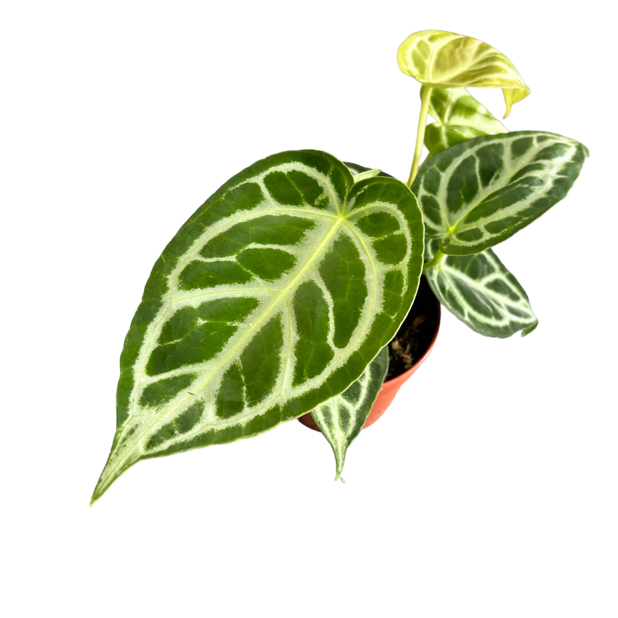 Anthurium crystallinum D12 – Secret Garden Plant Shop