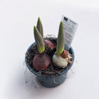 Bulbes de tulipes en pot (Tulipa Van Eijk)