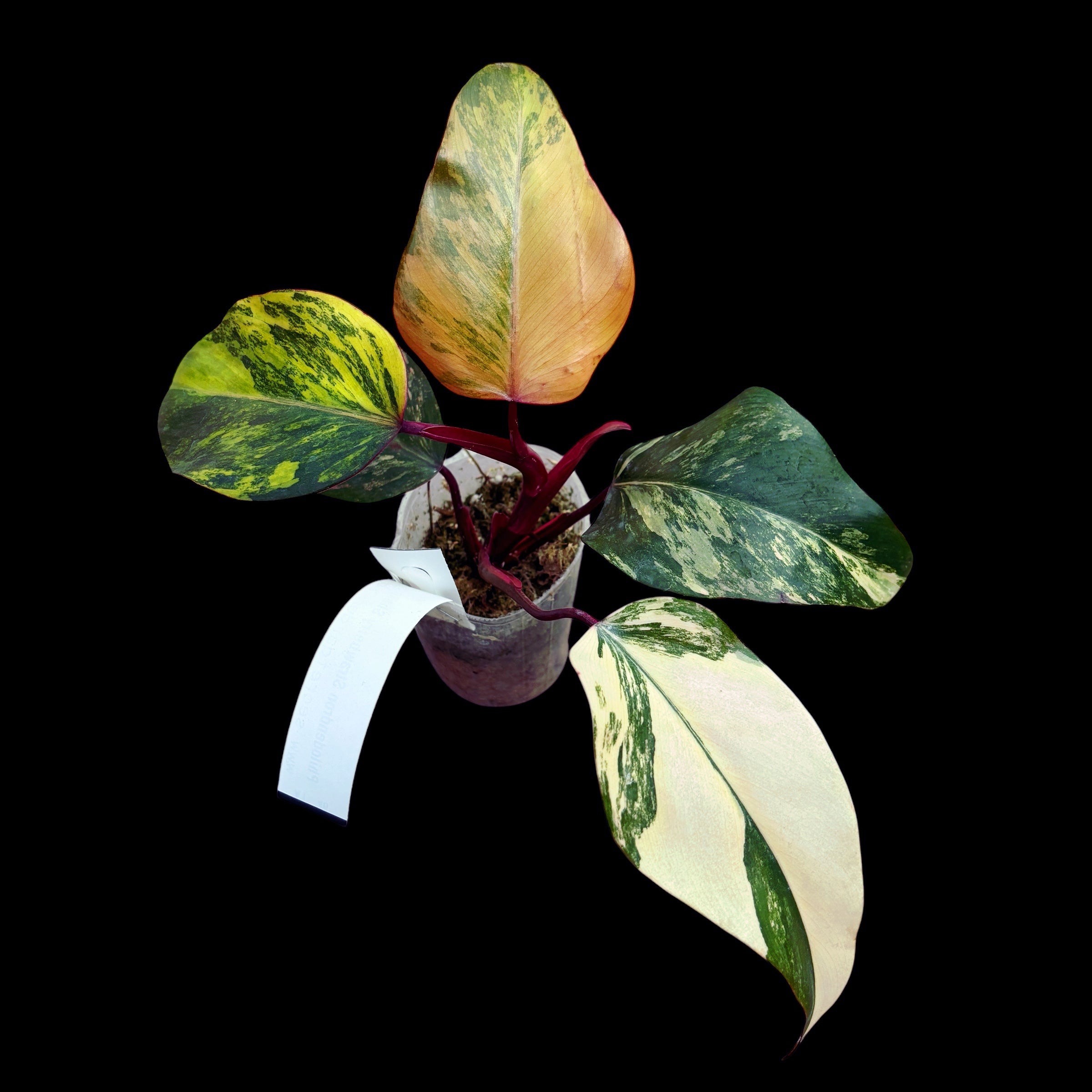 Philodendron Strawberry Shake