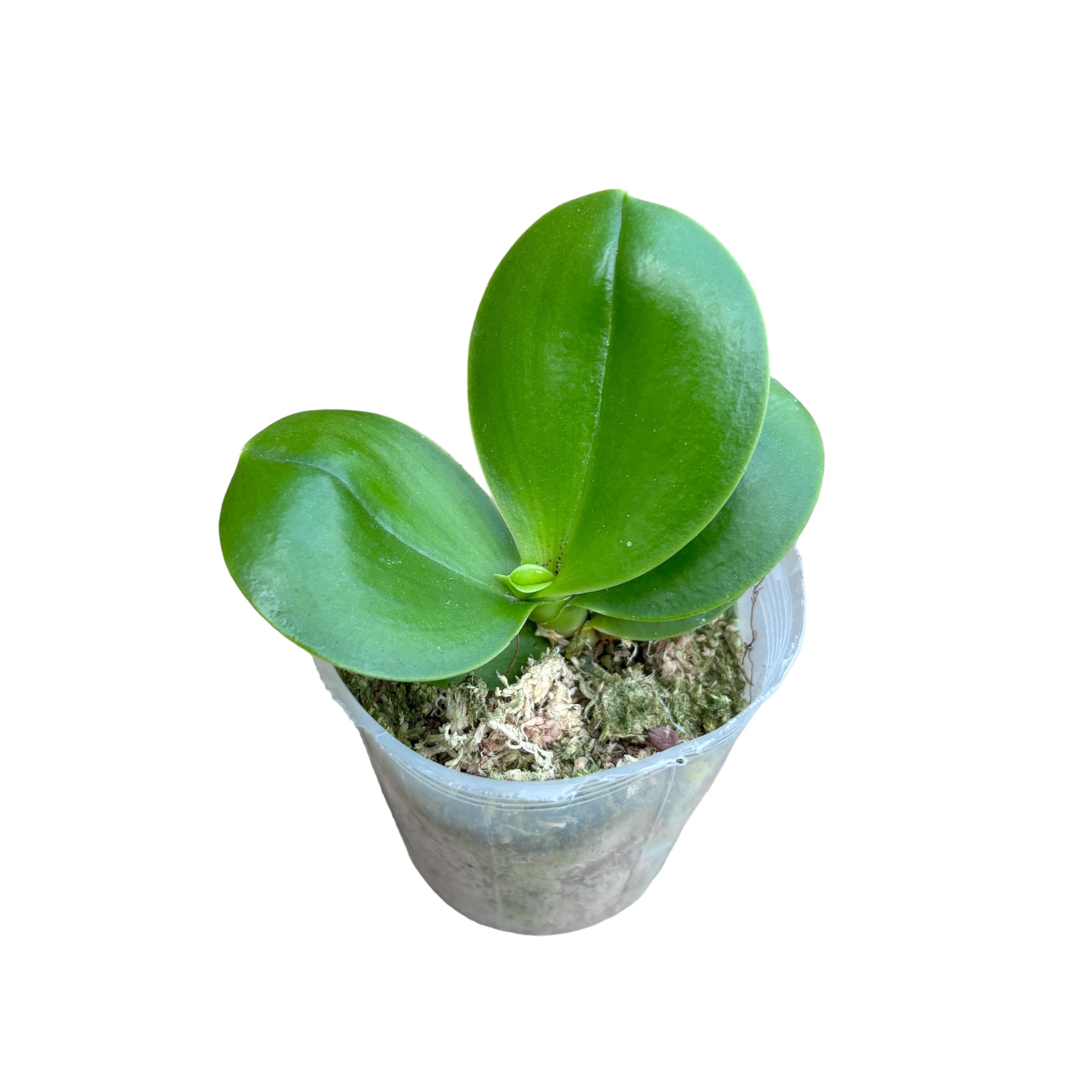 Phalaenopsis Libellule Rouge (pélorique)