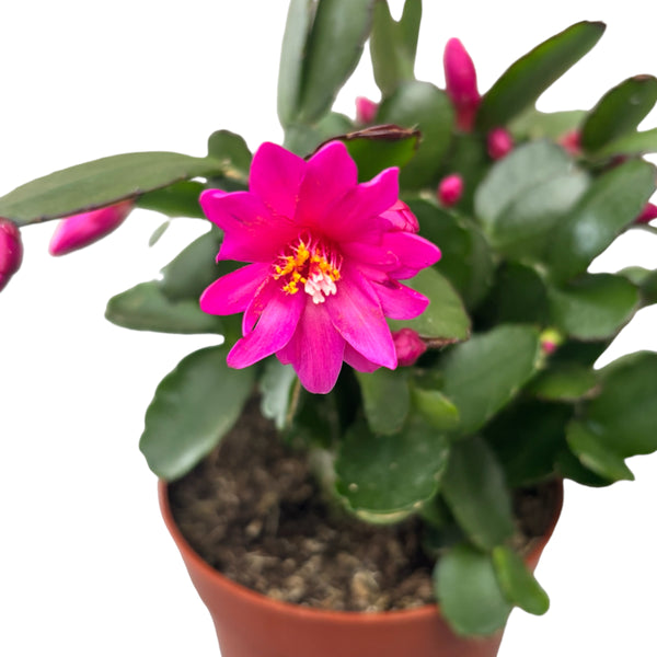 Rhipsalidopsis ‘Purple Fire’ (floarea pastelui roz-mov)