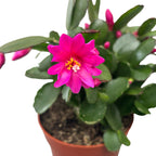 Rhipsalidopsis « Purple Fire » 2pp