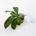 Phal. Princess Kaiulani × Germaine Vincent kék változat