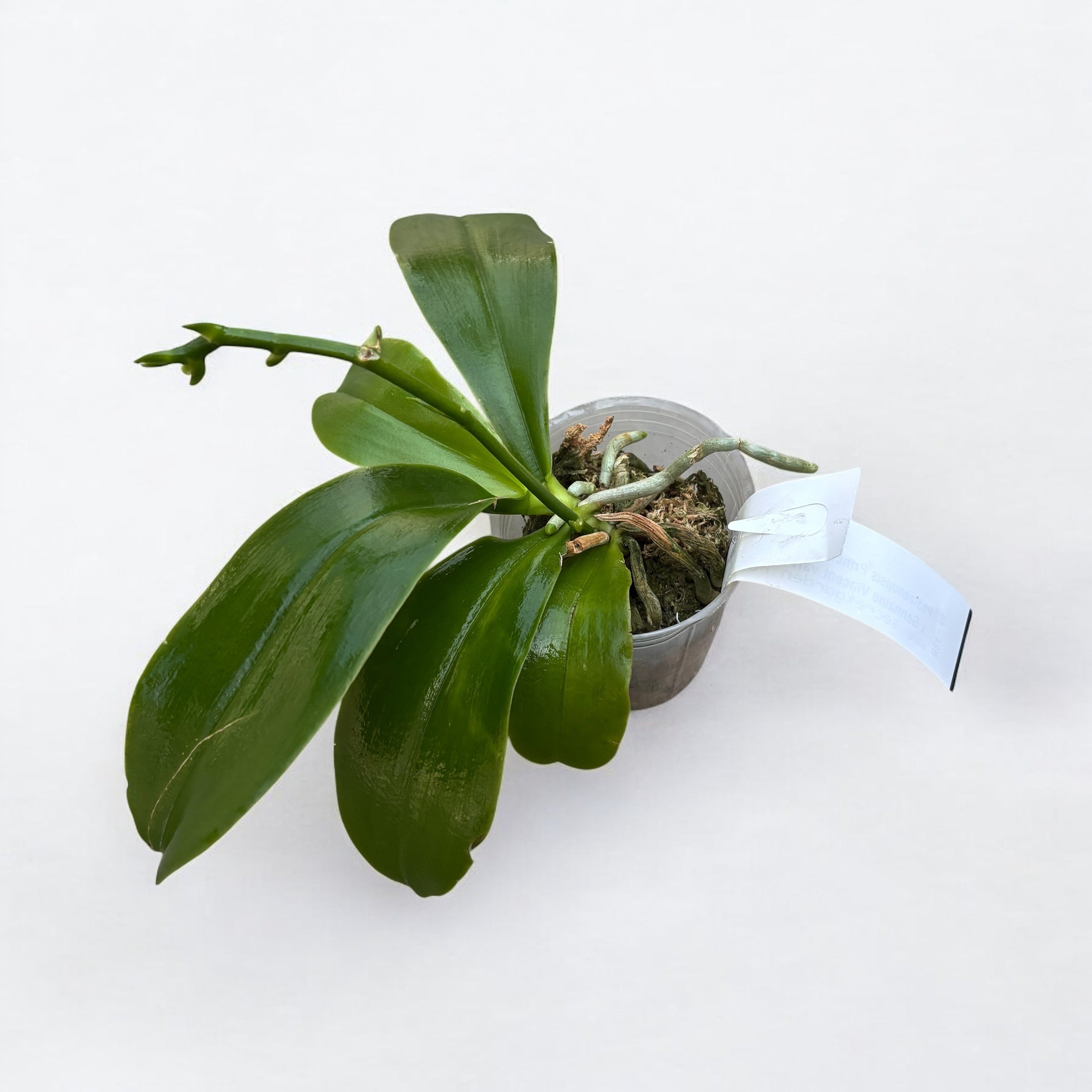 Phal. Princess Kaiulani × Germaine Vincent var. bleue